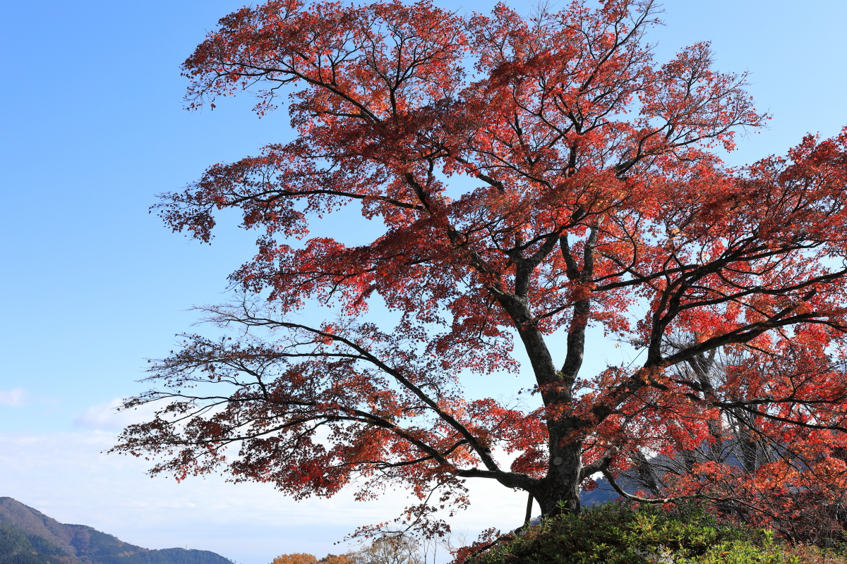 22年版 神奈川県のおすすめ紅葉スポットを紹介 フォト天気