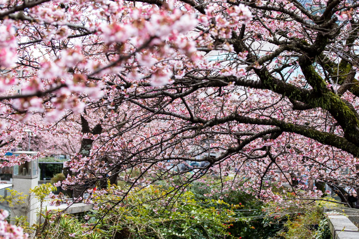 日本一早いあたみ桜糸川桜まつり21見頃や開花状況は フォト天気