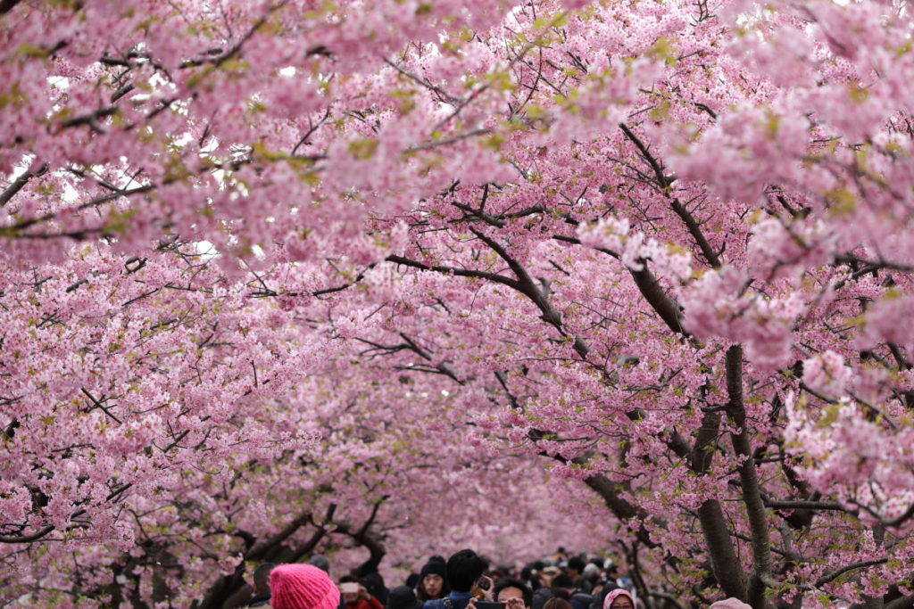 2020年度版】桜の撮影におすすめのレンズを作例ごとに紹介  フォト天気