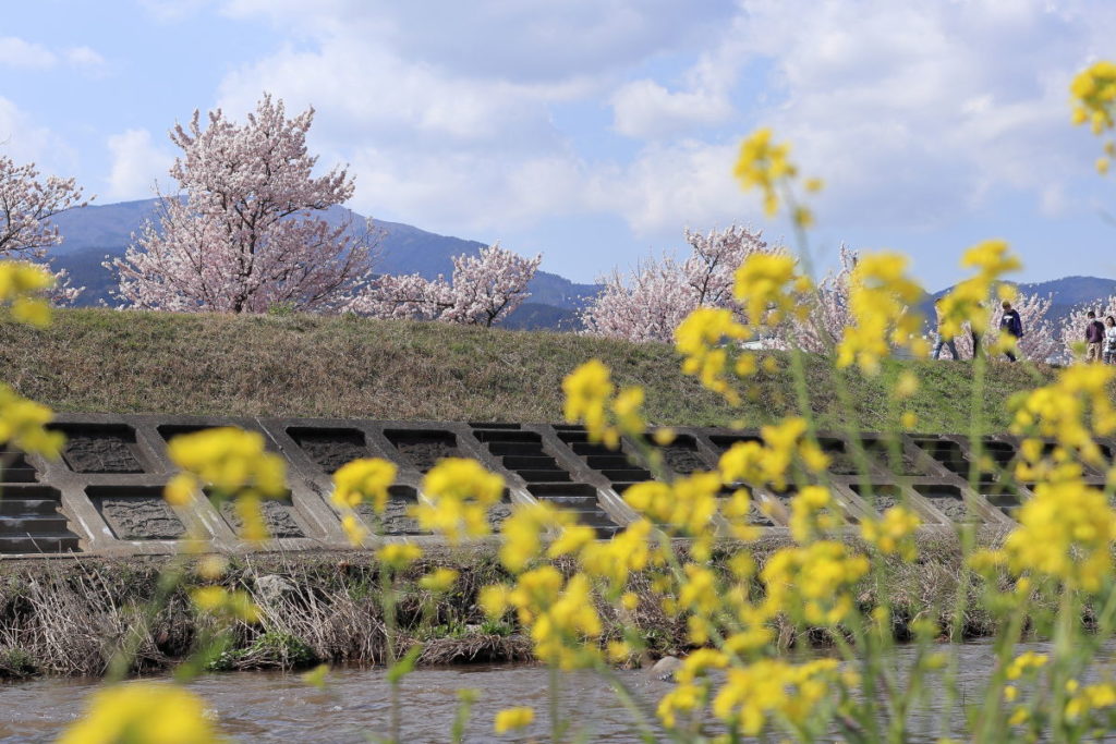 2020年度版】桜の撮影におすすめのレンズを作例ごとに紹介  フォト天気