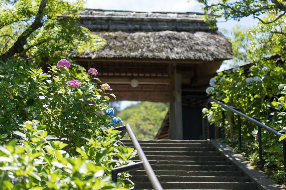 鎌倉 東慶寺のあじさい22年見頃や開花状況 混雑は フォト天気